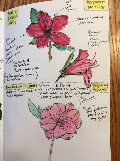 Azalea flowers from 2 backyard bushes How To Draw Azalea Flower, Backyard Bushes, Azalea Flower Tattoo, Azalea Drawing, Azalea Tattoo, Azelea Aesthetic Flower, Azalea Flower Painting, Watercolor Azalea, Bush Drawing