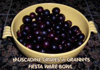 Muscadine Recipe, Grape Wine Recipe, Making Wine From Grapes, Muscadine Grapes, Wine Making Recipes, Homemade Wine Recipes, Grow Grapes, Muscadine Wine, Hyacinth Plant