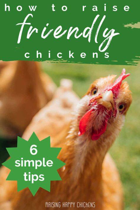 How to raise friendly chickens: 6 simple tips. Pin for later. Raising Chickens 101, Raising Meat Chickens, Chicken Flock, Raising Chicks, Types Of Chickens, Backyard Chicken Farming, Chicken Health, Chicken Eating, Chicken Treats