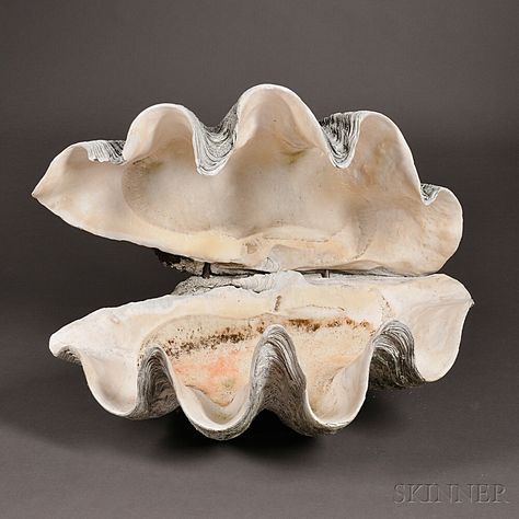 Tridacna Gigas "Giant Clam" Shell Pair, Indo-Pacific Oceans, this specimen has been fitted with metal rods to hold the shells in an open position, lg. 38 x wd. 22 in. Bath Lights, Giant Clam Shell, Giant Clam, Stella Marina, She Sells Seashells, Shell Decor, Clam Shell, Natural Forms, Ocean Life