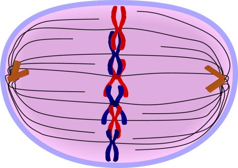 Metaphase(mitosis): This is the second stage of mitosis. In this stage the chromosomes line up across the center of the cell and become connected to the spindle fiber at their centromere. Science Anchor Charts, Interactive Multimedia, 7th Grade Science, Science Words, Science Vocabulary, Science Notebooks, Cell Division, Interactive Science Notebook, Biology Lessons