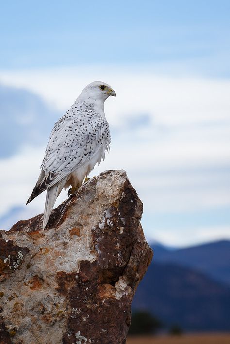 Gyrfalcon (Falco rusticolus) Amazing Animals, Raptors Bird, All Birds, Birds Of Prey, Bird Photography, Wildlife Photography, Eagles, Spirit Animal, Beautiful Creatures