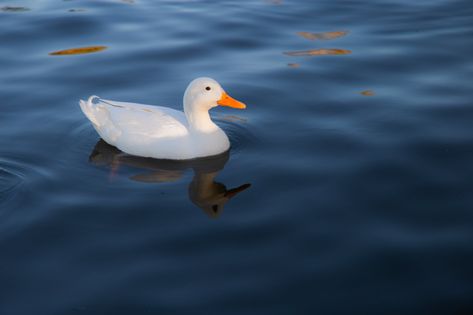 Ducks On Water, Backyard Duck Pond, Duck In Pond, Ducks In Water, Duck On Water, Pond With Ducks, Ducks In Pond, Ducks In A Pond, Duck Images