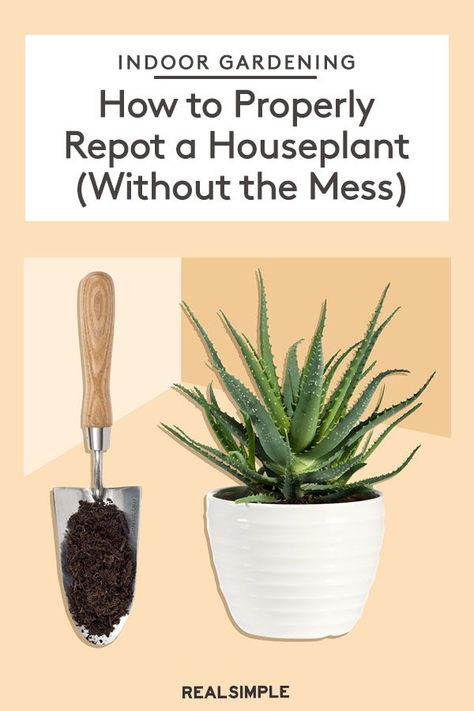 Potted Plants Patio, Repotting Plants, Making Plant Pots, Easy Plants To Grow, Indoor Flower Pots, Houseplants Indoor, Indoor Flowers, House Plants Decor, Easy Plants