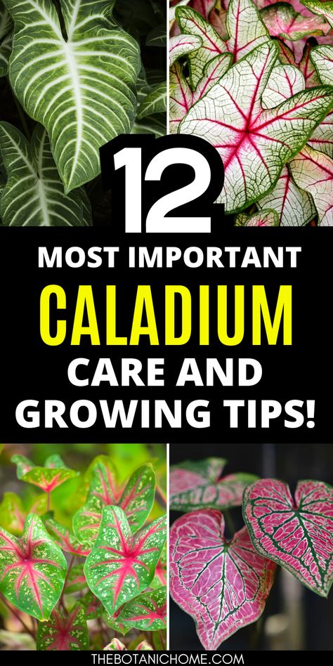 A guide to caladium care for both indoor and garden setups, including tips on caladiums in pots indoors, caladium plant varieties, and plant care tips for vibrant growth. How To Grow Caladium Plants, Caladium Planter Ideas, Caladiums In Pots, Plants That Like Sun, Caladium Lindenii, Caladium Care, Caladium Garden, Bulbs In Pots, Caladium Plants