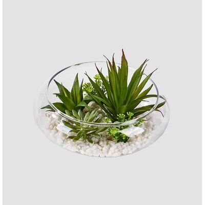 Wrought Studio Dish Garden Agave Succulent Succulents In Glass, Water Terrarium, Cloche Decor, Plant In Glass, Flower Base, Boxwood Topiary, Dish Garden, Silk Floral Arrangements, Round Vase