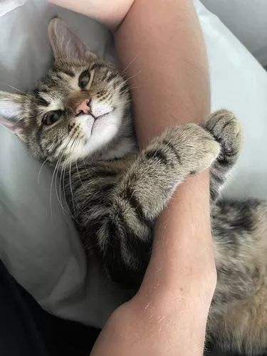 15 Cats Cuddling With Their Favorite Human | Cuteness Cuddle With Boyfriend, Cats Cuddling, Kitten Cuddle, Vision Board Images, Cat Cuddle, Anime Sisters, Old Cats, Cat Sleeping, Cat Aesthetic