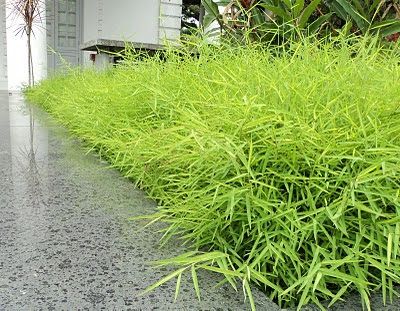 Bamboo Grass (Pogonatherum crinitum) Malaysian Garden, Tree Psd, Root Plants, Bamboo Grass, Hedging Plants, Grasses Landscaping, Tree Nursery, Black Bamboo, Big Plants