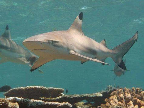 Black Tip Reef Shark, Black Tip Shark, Types Of Sharks, Cool Sharks, Shark Photos, Shark Pictures, Mako Shark, Reef Shark, Shark Lover