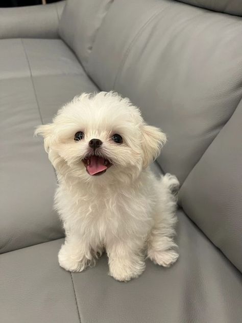 White Maltese, Puppy Maltese, Cute White Dogs, Super Cute Puppies, Cute Small Animals, Maltese Dog, Cute Animals Puppies, Very Cute Dogs, Puppies And Kitties