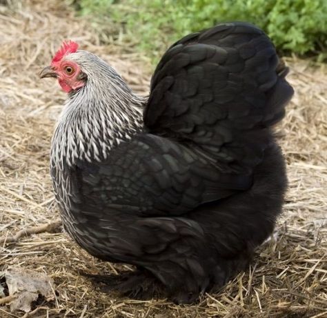 White Chicken Breeds, Pekin Chicken, Small Chicken Breeds, Black And White Chicken, Cochin Bantam, Chicken Pics, Cochin Chickens, Black And White Chickens, Heritage Chickens