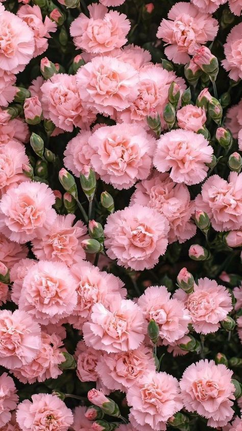 Pink Carnation Aesthetic, Pink Flowers Photography, Flowers For Algernon, Flowers In The Attic, Floral Wallpaper Iphone, Flower Meanings, Pink Carnations, Carnation Flower, Flower Therapy