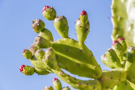 Surprisingly, cactus is one of the healthiest food you can include in your daily diet. Check out these 7 surprising health benefits of eating cactus. Benefits Of Cactus, Cactus Benefits, Cactus Farm, Cactus Pears, Cactus Leaves, Kat Diy, Cactus Water, Drinking Hot Water, Pear Fruit