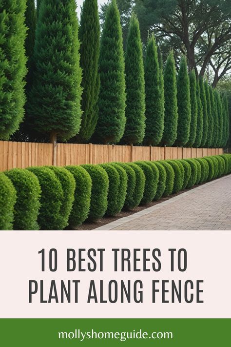 Looking to create privacy along your fence line? Planting the best trees for border and privacy is a great way to enhance your outdoor space. Consider fast-growing privacy trees like Leyland Cypress or Thuja Green Giant for quick results. For smaller yards, narrow evergreens such as Sky Pencil Holly are perfect options. Discover the top 5 privacy trees that not only provide screening but also add beauty to your landscape. Trees To Line Fence, Outdoor Privacy Trees, Large Trees Landscaping, Border Trees Backyards, Holly Sky Pencil Landscaping, Trees As Privacy Fence, Backyard Hedge Fence, Privacy Arborvitae, Privacy Trees Along Fence Backyards