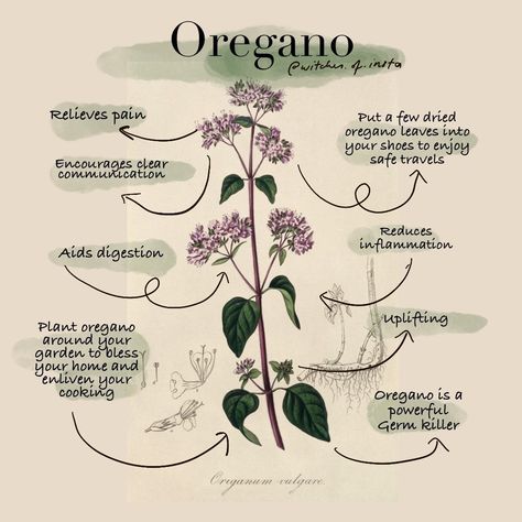 Today's magickal herb is Oregano.⁠ Lots of you probably already use oregano in the kitchen but did you know that it has loads of amazing… Protection Jar, Oregano Recipes, Growing Oregano, Oregano Plant, Modern Witchcraft, Growing Healthy Hair, Magickal Herbs, Jar Spells, Plant Magic