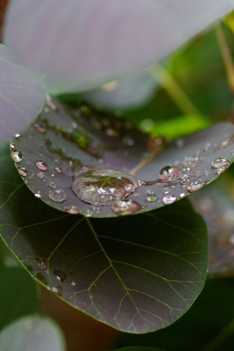 After The Rain. #photography #AftertheRain #nature After Rain Photography, Eid Images, After Rain, After The Rain, Water Art, Rain Photography, The Rain, Spring Time, Photography Inspiration