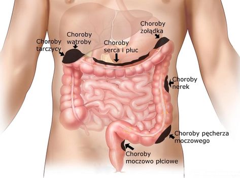 Zdrowie zaczyna się od jelit – Śmierć zaczyna się w jelicie. – Magiczny zielnik Dziewanny Herbs For Health, Abc, Herbs, Healing, Human, Health