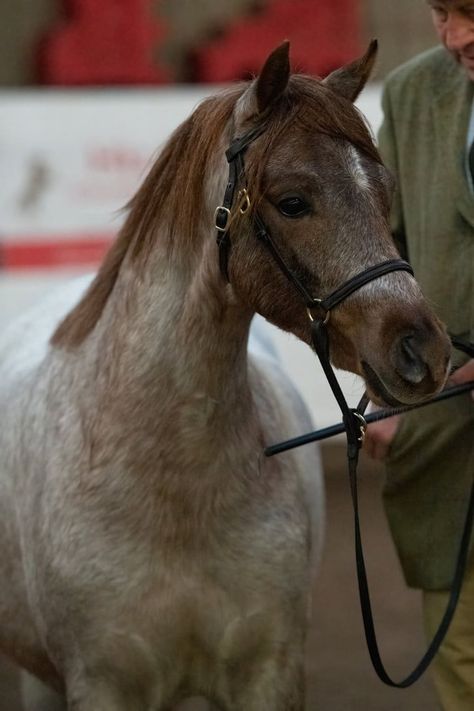 Chestnut Welsh Pony, Artic Air, Welsh Ponies, Welsh Pony, Horse Colors, Horse World, Winter Festival, Beautiful Horses, Ponies