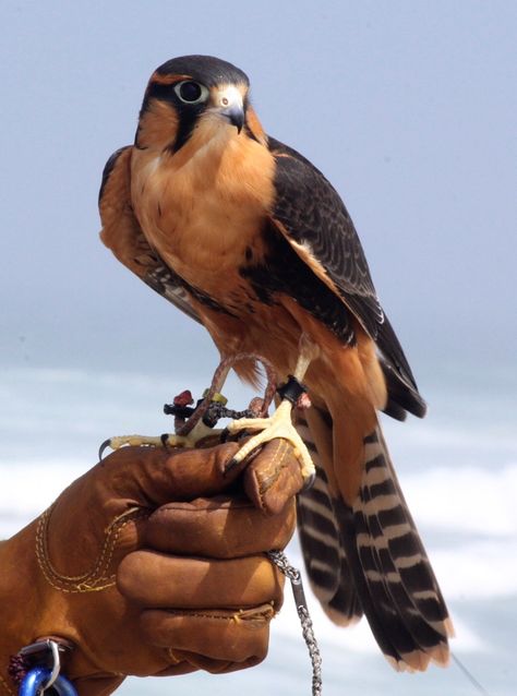 Raptors Bird, Exotic Birds, Pretty Birds, Birds Of Prey, That Day, Wild Birds, Animal Photo, Beautiful Creatures, Beautiful Birds