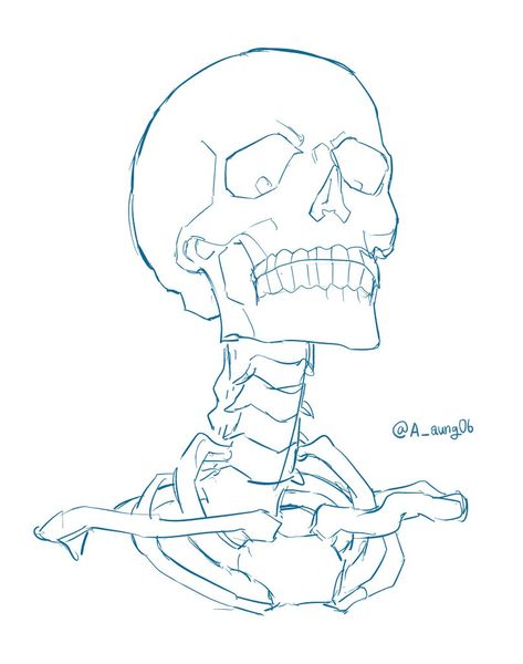 Skeleton Drawings, Human Anatomy Art, Skeleton Art, A Skeleton, Skull Drawing, Arte Sketchbook, Anatomy Art, Book Art Drawings, Art Tutorials Drawing