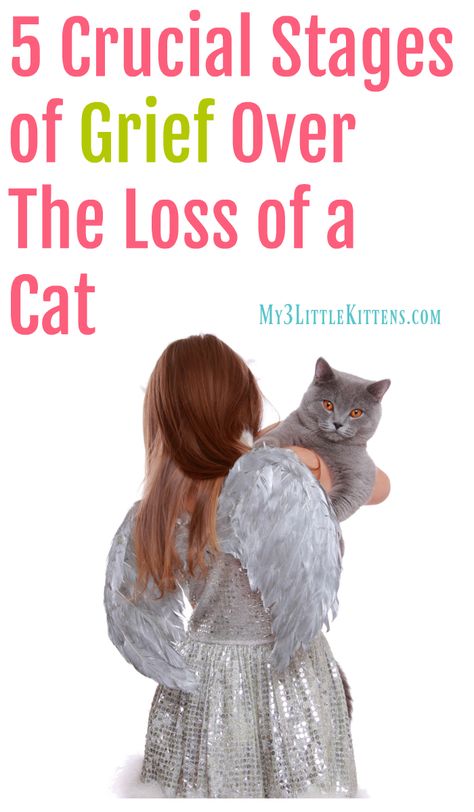 5 Crucial Stages of Grief Over The Loss of a Cat. There are ways to cope after goodbye. Saying Goodbye To A Pet Cat, Losing A Cat Quote, Cat Memorial Ideas, Loss Of A Cat, Pet Quotes Cat, Cats And People, Pet Loss Cat, Cat Poems, Cat Sympathy