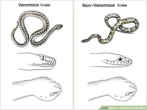 Poisonous Snakes, Types Of Snake, Coral Snake, Snake Venom, Bushcraft Camping, Dog Camping, Snake Bites, Pet Clinic, 12 Steps