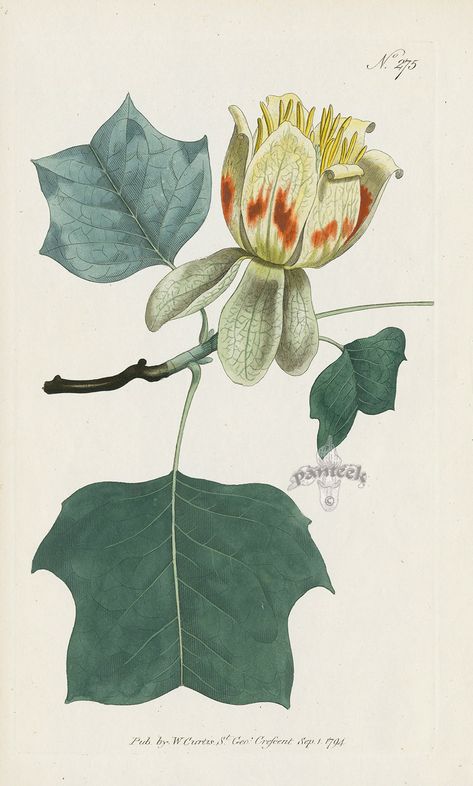 Liriodendron Tulipifera. Common Tulip-Tree. from Curtis prints of tiger lily, orange heliconia, honeysuckle, pomegranate, lilac, tulip tree Tulip Poplar Tattoo, Tulip Tree Tattoo, Small Garden Bed Ideas, Garden Sheds Uk, Tulip Poplar Tree, Liriodendron Tulipifera, Botanic Painting, Tulip Poplar, Bathroom Mural