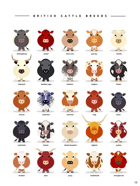 Popular cattle breeds in Britain Illustration by AlsCouzensDesigns Cattle Breeds, Cow Breeds, Shetland Cow, Breeds Of Cattle, Dairy Cow Breeds, Breeds Of Cows Illustration, Irish Cows Highland Cattle, Livestock Judging, Breeds Of Cows