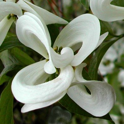 Mexican Flowering Dogwood Magic Dogwood, Cornus Florida, Rare Orchids, Dogwood Trees, Dogwood Flowers, Moon Garden, Unusual Plants, Unusual Flowers, Rare Flowers