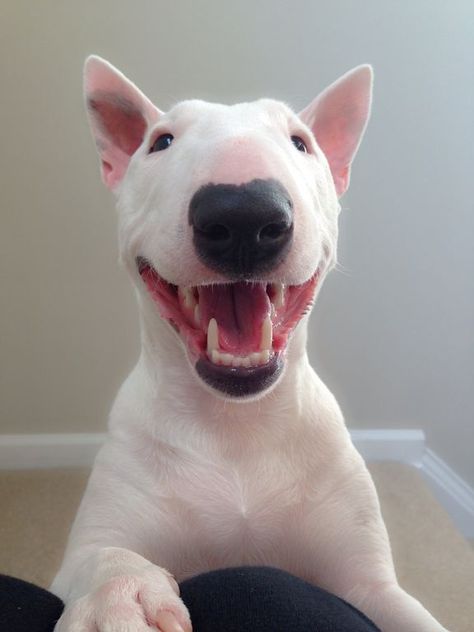 14 Reasons English Bull Terriers Are The Worst Indoor Dog Breeds Of All Time Stanford Terrier, Mini Bull Terrier, Mini Bull Terriers, Miniature Bull Terrier, English Bull Terrier, Bull Terrier Puppy, Silky Terrier, English Bull Terriers, Indoor Dog