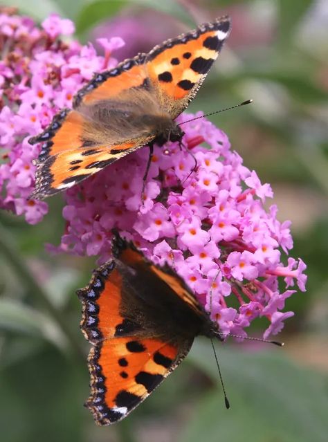 Pruning Shrubs, Animal Pictures For Kids, Fatsia Japonica, Bush Garden, Small Yard Landscaping, Seaside Garden, Garden On A Hill, Hydrangea Paniculata, Border Plants