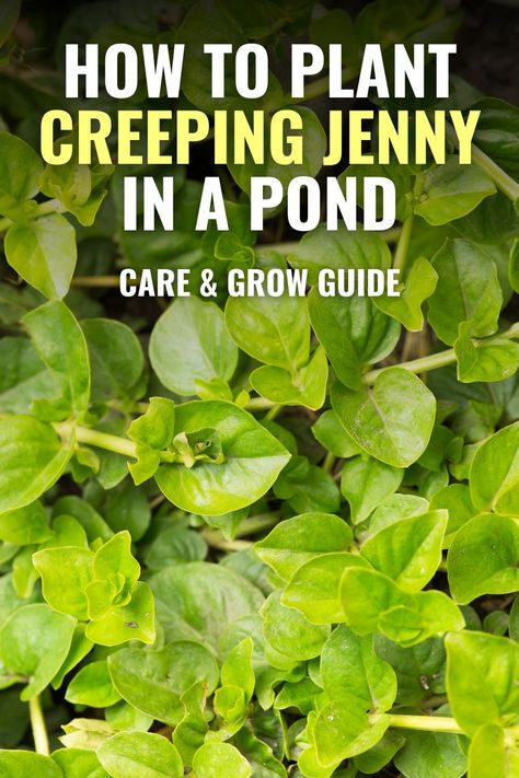 Creeping Jenny adds beauty to your pond by cascading down the rockery of your waterfall, emerging from the shallow edges of your pond, or spreading down the sides of a planting container. Here's how to plant creeping jenny in a pond and care for it! Bog Plants Ponds, Pond Plants Ideas, Bog Filter, Creeping Jenny Plant, Container Ponds, Water Plants For Ponds, Patio Ponds, Waterfall Plants, Small Pond Ideas