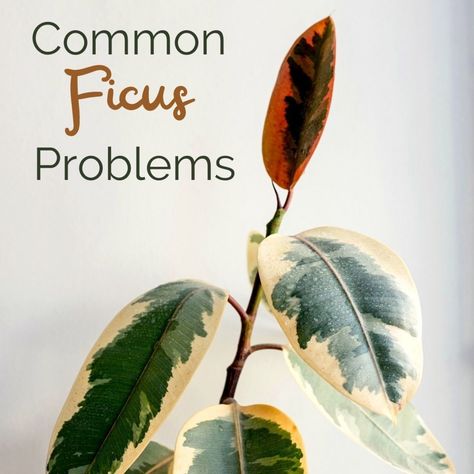 Common Ficus Tree Problems and How to Solve Them. Ficus trees are low-maintenance plants, but they are not immune to problems. In this article, you'll learn about the various types of ficus trees, their common pests and diseases, and how to care for your ficus. Propagating Ficus Tree, Ficus Varieties, Ficus Robusta Care, Ficus Benjamina Care, Ficus Nitida, Ficus Altissima Care, Ficus Tineke, Ficus Ginseng Bonsai Care, Leaves Meaning