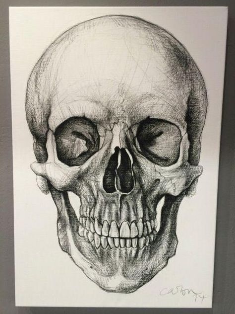 Skull Anatomy, Skull Reference, Skull Sketch, Skeleton Drawings, Skull Art Drawing, Skulls Drawing, Human Anatomy Art, Anatomy Sketches, White Drawing