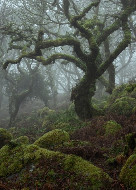 GALLERY — Neil Burnell Dark Naturalism, Growth And Decay, Dartmoor National Park, Giant Tree, Hairstyles Women, Fantasy Forest, Double Chin, Environmental Art, Character Aesthetic