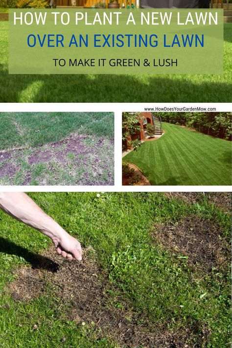 Replanting Grass Lawn, Lawn Makeover On A Budget, Texas Lawn Care Schedule, How To Fix Lawn, Diy Lawn Makeover, Reseeding Lawn Fall, Growing Grass Tips, How To Redo Your Lawn, How To Fix Grass Lawn