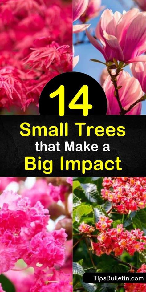 Utilize as much space possible in tiny yards by planting a small tree like the crabapple, crape myrtle, redbud, or other flowering trees. Small trees have the loveliest blooms in early spring and vibrant fall color that turns your front yard into the prettiest on the block. #small #trees #yard Flowering Trees In Pots, Good Front Yard Trees, Small Landscaping Trees Near House, Front Yard Landscaping With Tree In Middle, Small Flowering Trees Front Yards, Colorful Landscape Front Yard, Tiny Front Yard Ideas, Ornamental Trees Front Yards, Tree Placement In Backyard