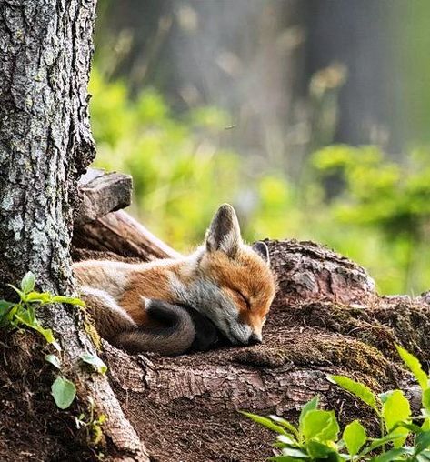 Fox Pictures, Sleepy Head, Pet Fox, Do Not Disturb, Wild Dogs, Baby Fox, Animal Pics, Cute Animal Pictures, Red Fox