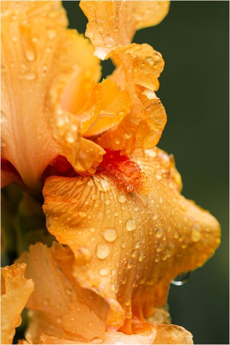 Iris "Maid of Orange" at Presby Iris Garden | Ronny Mariano | Flickr Orange Iris, Wedding Decorating, Iris Garden, Iris Flower, Iris Flowers, Green And Orange, Flower Garden, Wedding Decorations, Orange