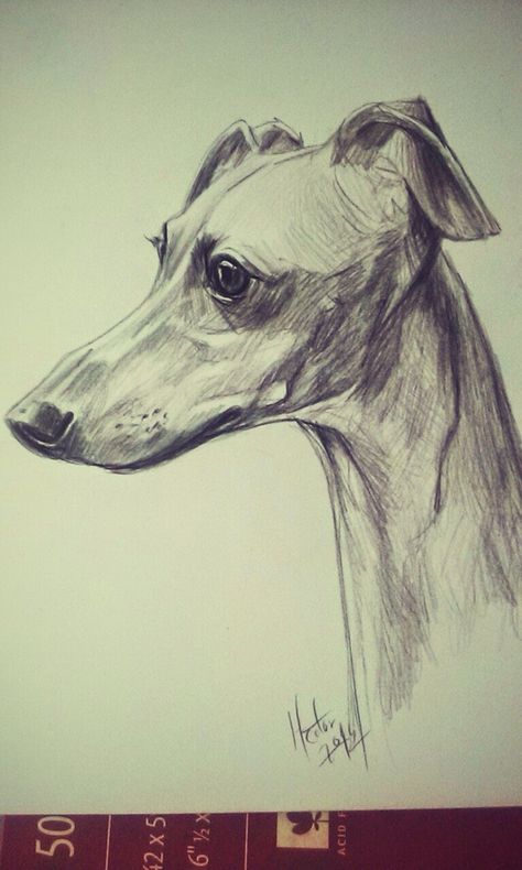 Grey Hound Drawing, Greyhound Dog Drawing, Italian Greyhound Drawing, Greyhound Drawing, Italian Greyhound Art, Greyhound Tattoo, Greyhound Breed, Dog Portrait Drawing, Markers Drawing Ideas