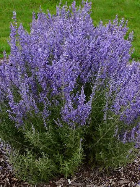 Perovskia / Russian Sage | Bluestone Perennials Formal Garden Design, Kitchen Gardening, Russian Sage, Full Sun Plants, Organic Kitchen, Blue Plants, Sloped Garden, Formal Garden, Sandy Soil