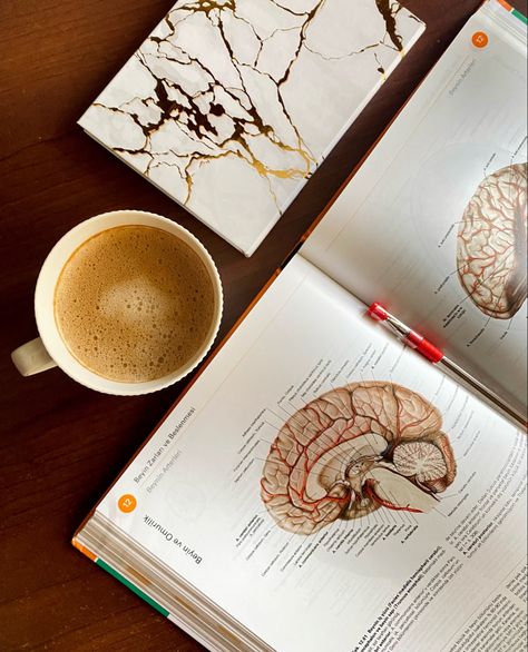 Study | Med student | Brain Anatomy | Coffee Brain Study Aesthetic, Study Of Psychology, Neuropsychiatry Aesthetic, Neuroscience Phd Aesthetic, Neuropsychology Student, Psychology Grad School Aesthetic, Studying Psychology Aesthetic, Psychology Study Aesthetic, Beauty With Brain Aesthetic