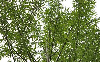 A Perfect Shade of Tree: The Hybrid Willow Giant Arborvitae, Growing Trees, Willow Trees, Privacy Plants, Garden Netting, Redbud Tree, Planting Trees, Berry Plants, Avocado Tree