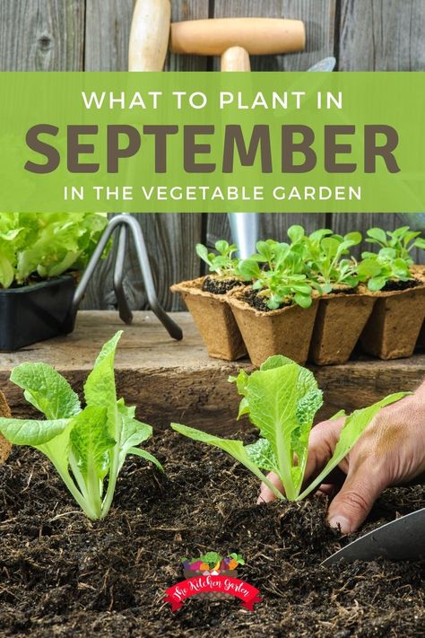 What To Plant In September, Homestead Garden Layout, Fall Garden Planting, Fall Vegetables To Plant, Fall Crops, Tattoo Plant, Fall Vegetables, Fall Garden Vegetables, Garden Planner