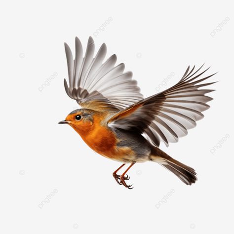 graceful flight robin bird in mid air stance bird robin robin bird png Birds Mid Flight, Robin In Flight Tattoo, American Robin Flying, Robin Flying Tattoo, Flying Robin Tattoo, Robin Bird Flying, Robin Reference, Robin Bird Drawing, Robin In Flight