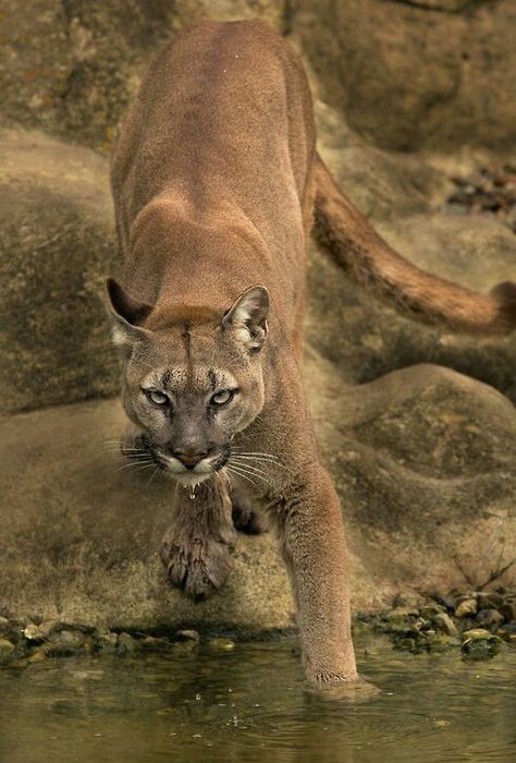 Mountain Lion, Cheetahs, Large Cats, Wild Life, Wildlife Art, Animal Photo, Beautiful Cats, 귀여운 동물, Big Cats