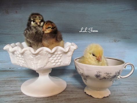 Baby Chick Pictures, Baby Chick Photoshoot, Chick Photo Shoot, Baby Chicks Photography, Chicken Meme, I Woke Up Today, Easter Pics, Farm Chickens, Cozy Little House