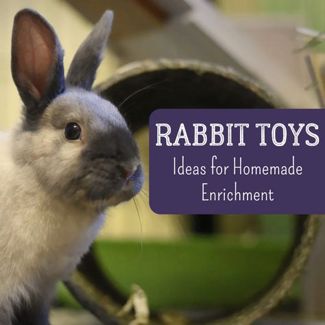 Bunny DIY: How to Make Your Own Homemade Rabbit Toys - PetHelpful Homemade Rabbit Treats, Homemade Rabbit Toys, Rabbits Toys, Diy Bunny Toys, Pet Rabbit Toys, Bunny Jump, Cat Costume Diy, Rabbit Stuff, Bunny Diy