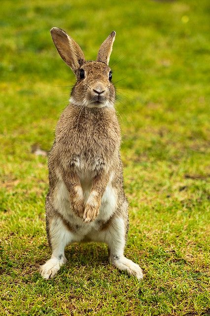 Bunny Poses, Rabbit Reference, European Rabbit, Standing Rabbit, Art Craft Ideas, Rabbit Sitting, Rabbit Pictures, Rabbit Photos, Wild Rabbit