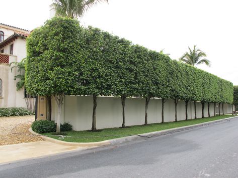 privacy hedges Backyard Hedge, Low Maintenance Garden Design, Privacy Landscaping, Garden Privacy, Walled Garden, Low Maintenance Garden, Outdoor Gardens Design, Backyard Garden Design, Garden Landscape Design